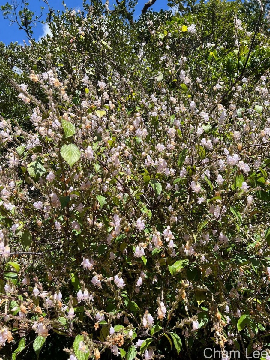Strobilanthes viscosa var. viscosa (Arn. ex Nees) T.Anderson